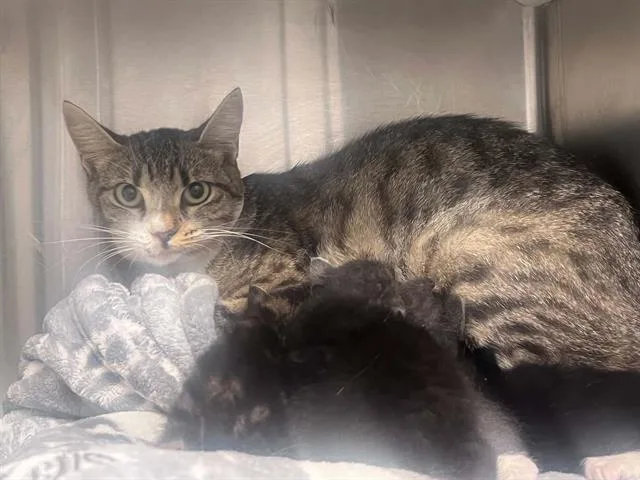 A young medium-sized female Domestic Short Hair cat named Peckish for adoption in Tustin, CA