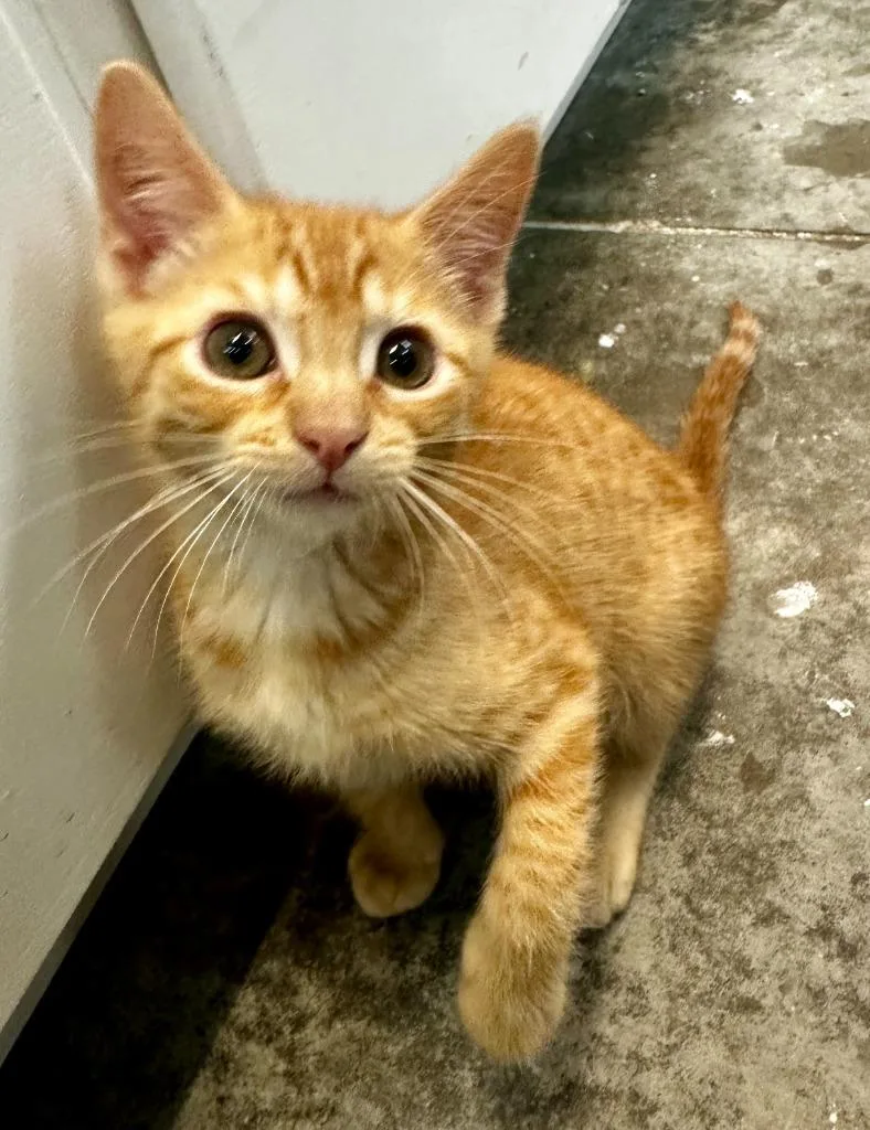 A baby small-sized female Domestic Short Hair cat named Chia for adoption in Neosho, MO