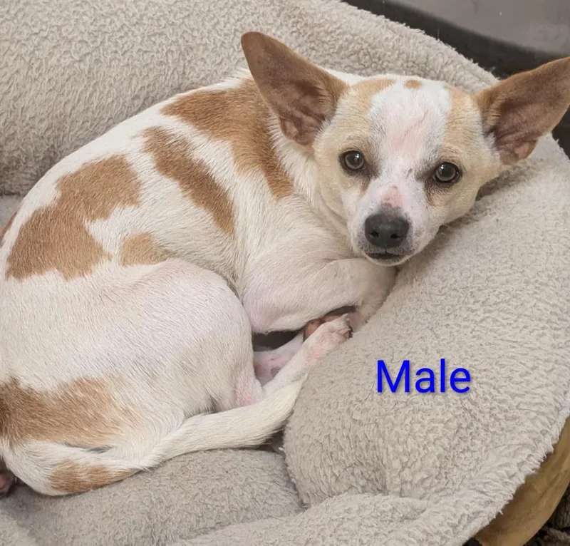 A young small-sized male Chihuahua dog named Macho for adoption in Seven Points, TX