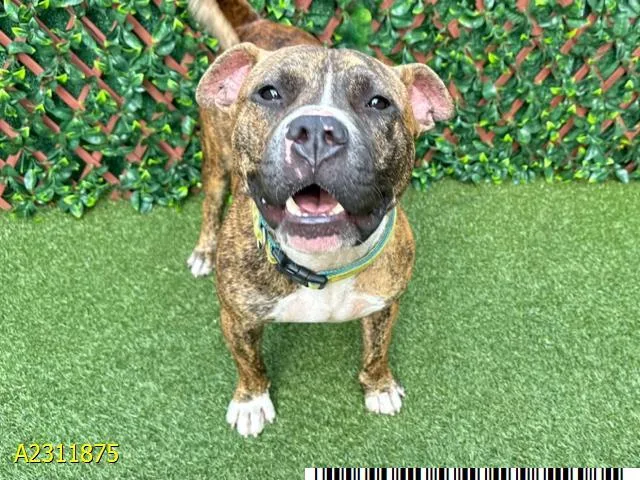 A young large-sized male Mixed Breed dog named Jabarkus for adoption in West Palm Beach, FL