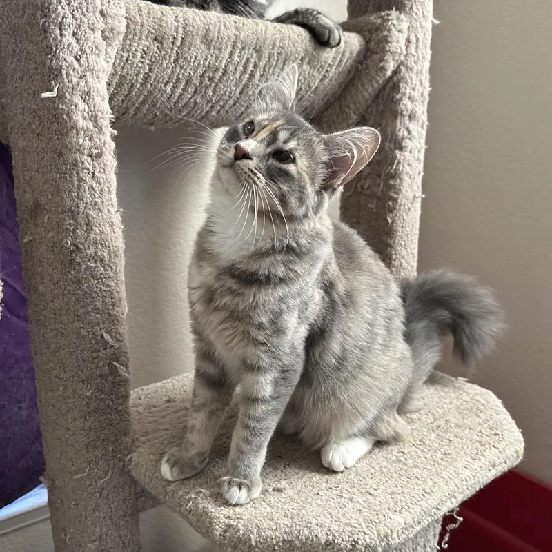 Emma & Gustave thumbnail 3