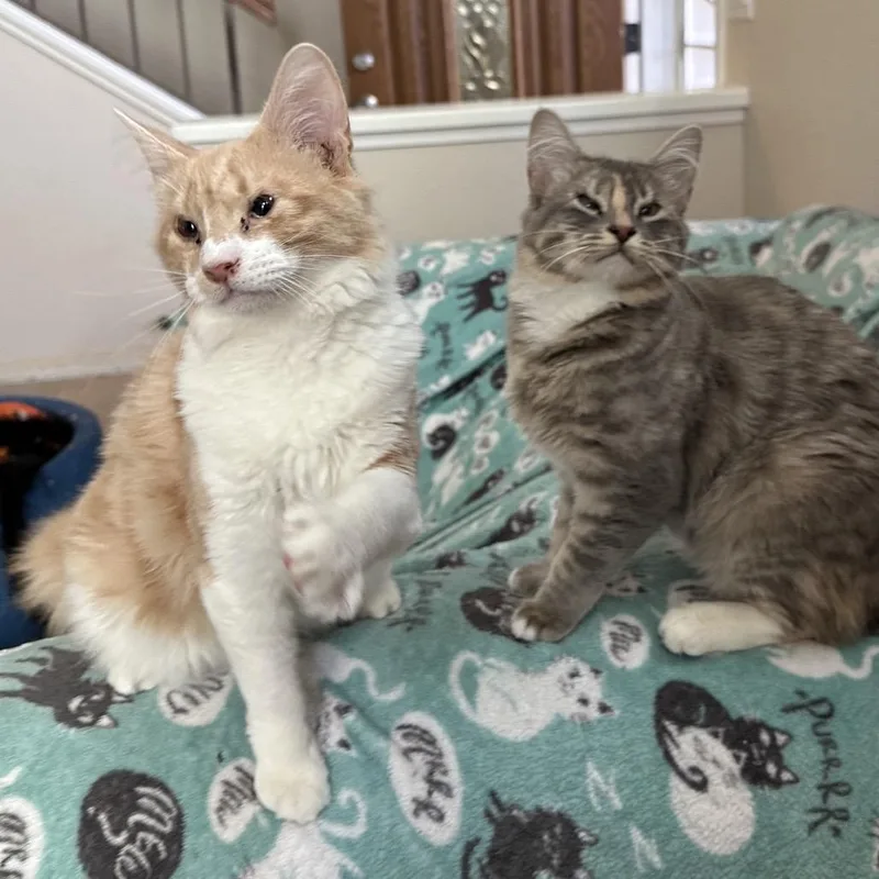 Emma & Gustave thumbnail 4