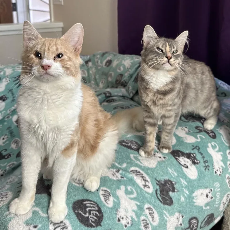 Emma & Gustave thumbnail 5