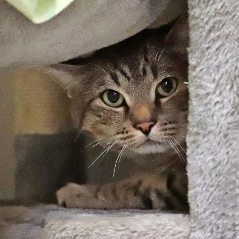 An adult extra large-sized male Brown / Chocolate Domestic Short Hair cat named Spoon for adoption in Murray, UT