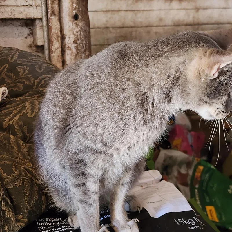 Willy Wonka thumbnail 2