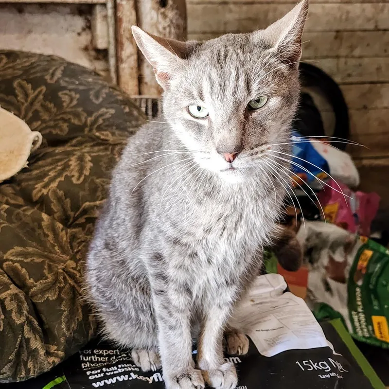 Willy Wonka thumbnail 3