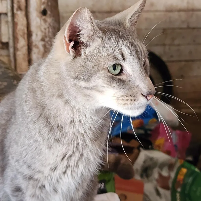 Willy Wonka thumbnail 4