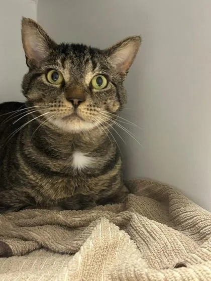 An adult large-sized male Domestic Short Hair cat named Tiger for adoption in Fairfax, VA
