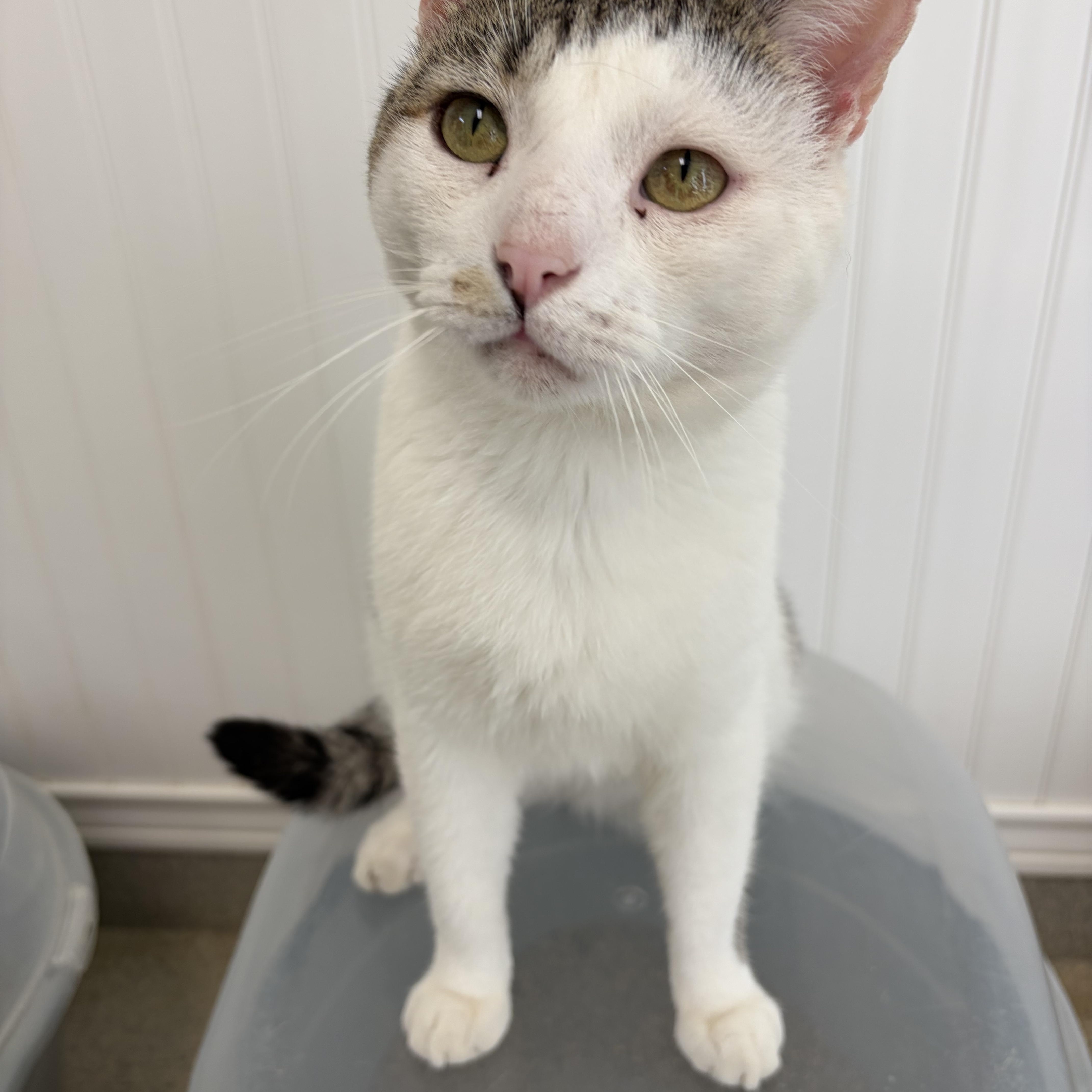 An adult medium-sized male White Domestic Short Hair cat named Manny for adoption in Westbrook, CT