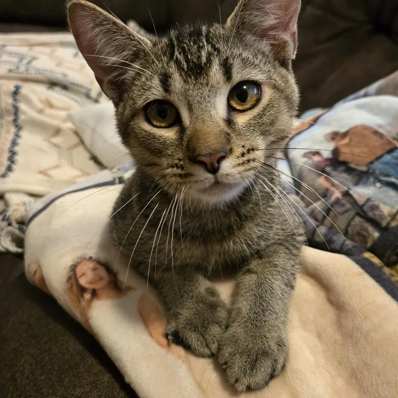 A baby medium-sized male Domestic Short Hair cat named Colby for adoption in Shippenville, PA