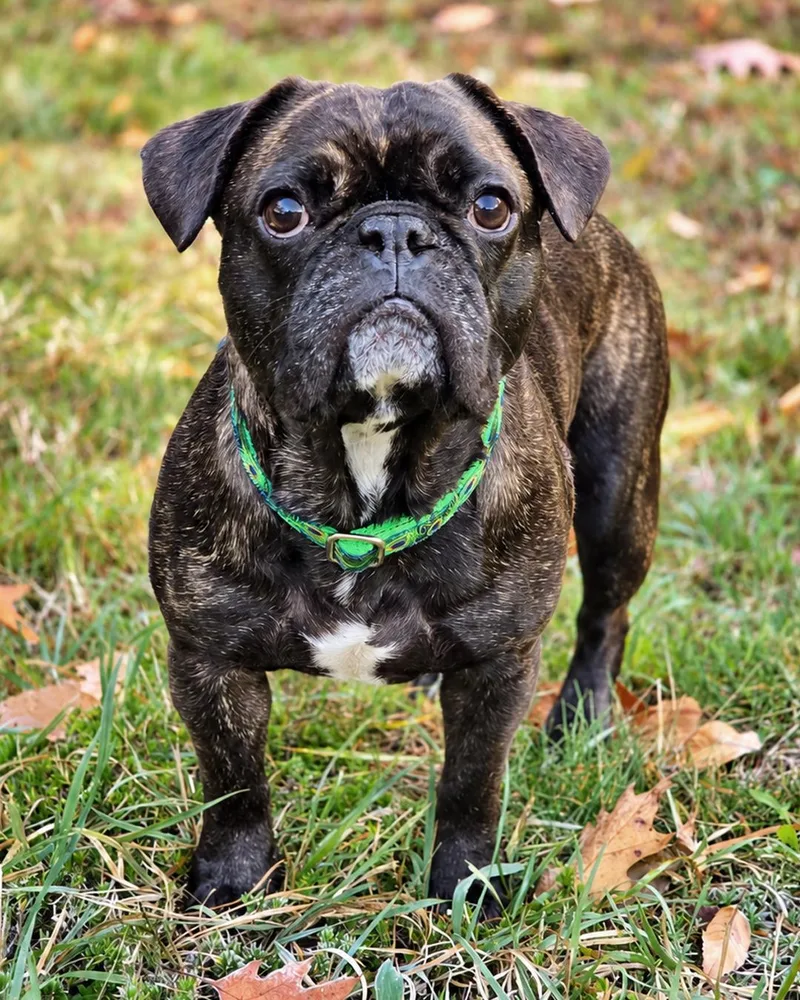 An adult medium-sized male Pug dog named Hamster for adoption in Westminster, MA