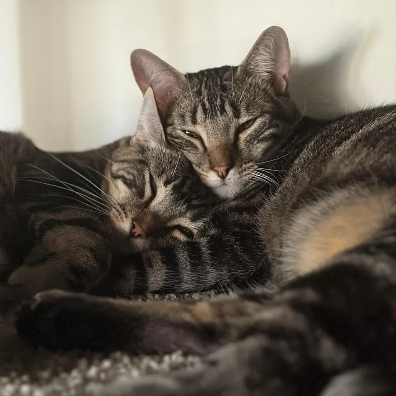 A young small-sized male Gray / Blue / Silver Domestic Short Hair cat named Theo for adoption in Los Angeles, CA