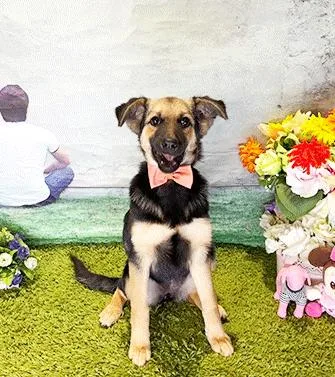 A young medium-sized female Bicolor Labrador Retriever dog named Daki for adoption in Castro Valley, CA