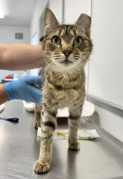 An adult medium-sized female Domestic Short Hair cat named Princess for adoption in Daytona Beach, FL