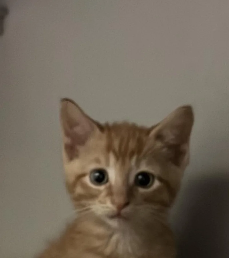 A baby medium-sized male Orange / Red Domestic Short Hair cat named Dickory for adoption in Honesdale, PA