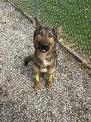 Loki