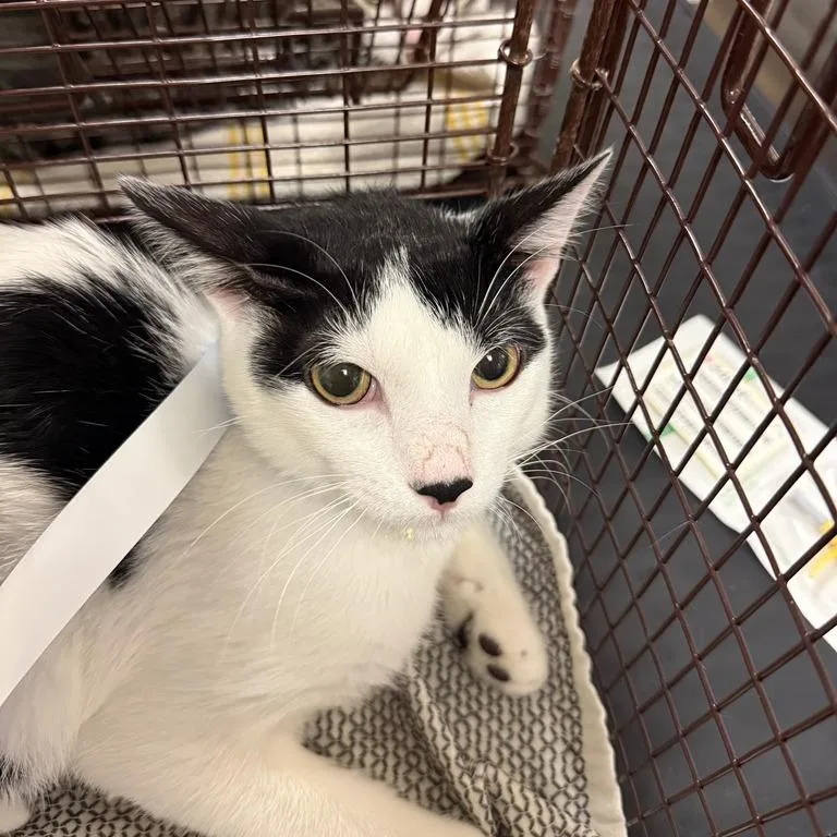 A young medium-sized male White Domestic Short Hair cat named Sasha for adoption in Chicago, IL