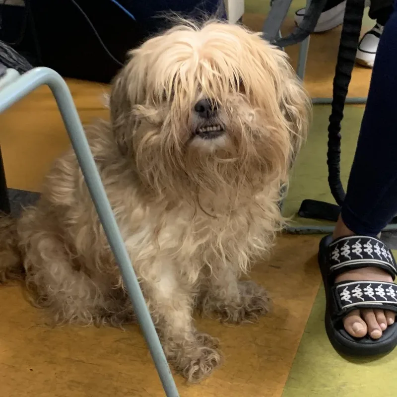 A senior small-sized female Yellow / Tan / Blond / Fawn Mixed Breed dog named Bubbles for adoption in Philadelphia, PA