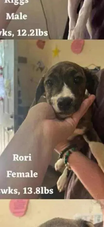 A baby small-sized female Mixed Breed dog named Rori for adoption in Grand Rapids, MI