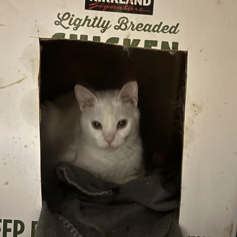 A baby small-sized female White Domestic Short Hair cat named Salt for adoption in Pittsburgh, PA