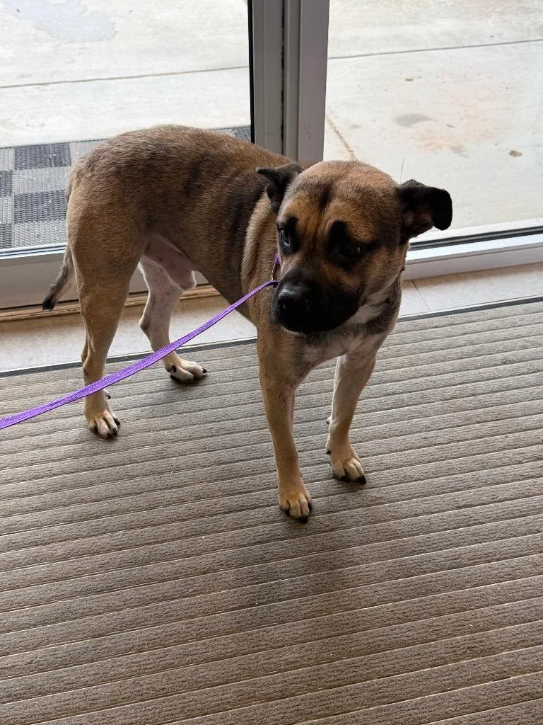 A young large-sized male Mixed Breed dog named Victor for adoption in Bossier City, LA