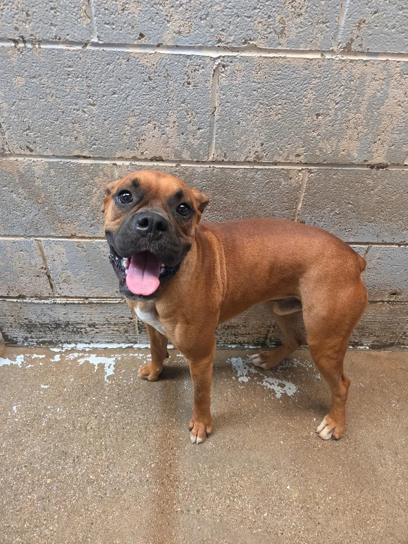 A young large-sized male Boxer dog named Muhammad for adoption in El Centro, CA
