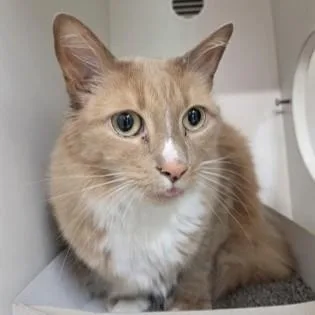 A senior large-sized male Tabby (Buff / Tan / Fawn) Domestic Short Hair cat named Coach for adoption in Phoenixville, PA