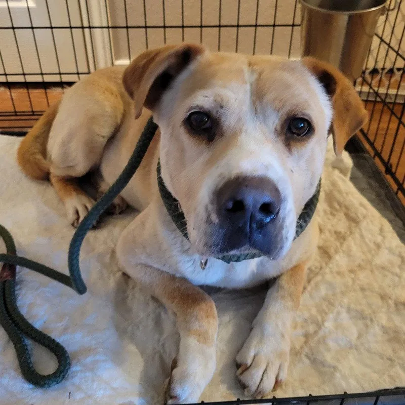 An adult medium-sized male Terrier dog named Nelson for adoption in Dallas, TX