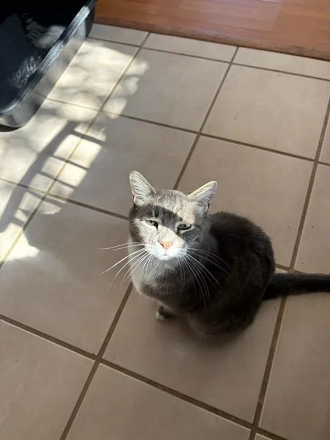 An adult medium-sized male Domestic Short Hair cat named Stone for adoption in Albuquerque, NM