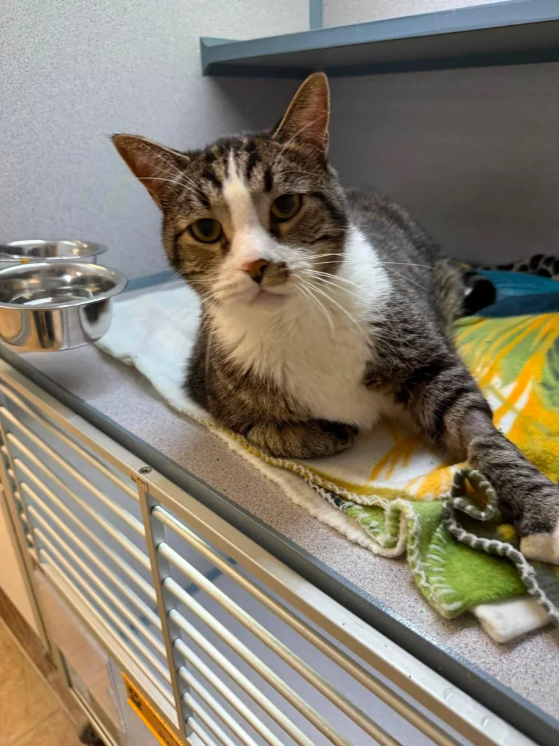 An adult large-sized male Gray & White Domestic Short Hair cat named Timon for adoption in Canon City, CO