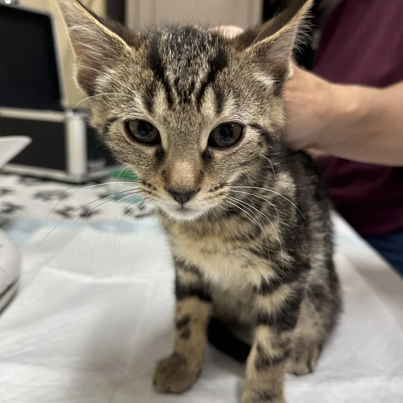 A baby medium-sized female Domestic Short Hair cat named Egbert Esme & for adoption in Clifton, NJ