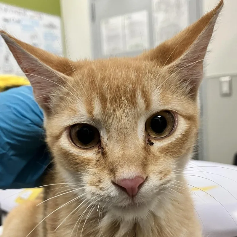 A baby small-sized male Orange / Red Domestic Short Hair cat named 112188 for adoption in Las Cruces, NM