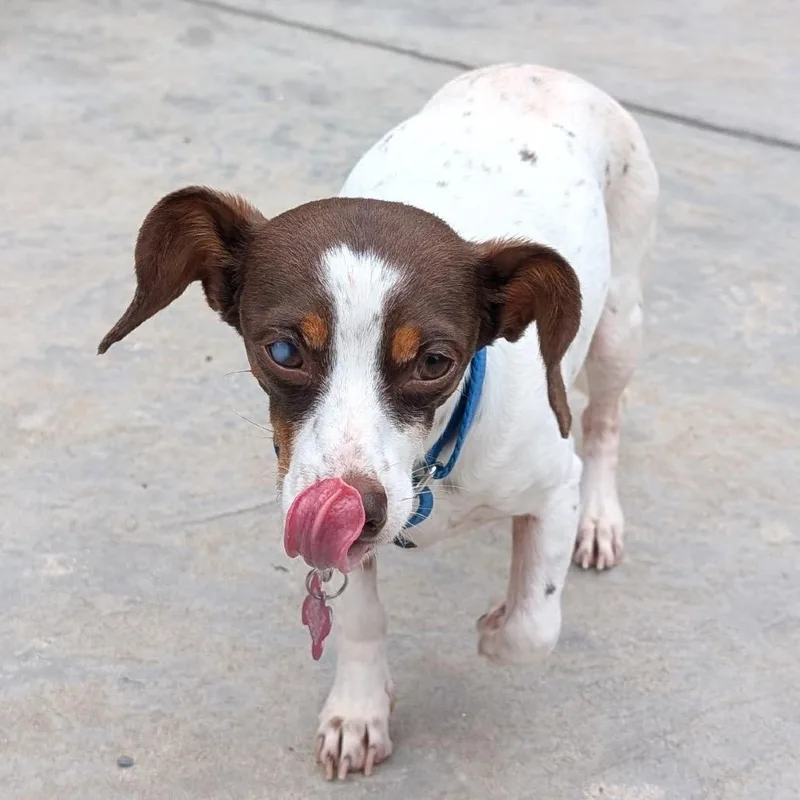 An adult small-sized female Yellow / Tan / Blond / Fawn Chihuahua dog named Gibby for adoption in Festus, MO