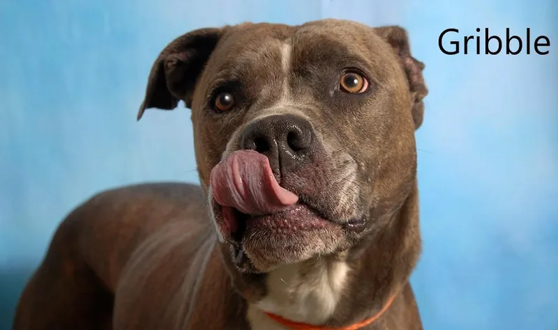 An adult medium-sized male Brindle Pit Bull Terrier dog named Gribble for adoption in Mount Vernon, OH