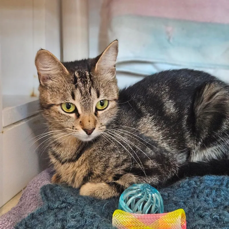 An adult medium-sized female Brown / Chocolate Domestic Short Hair cat named Moon for adoption in Warwick, RI
