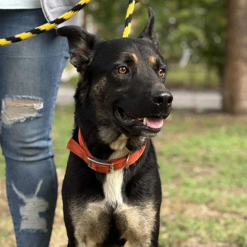 An adult large-sized male Black Shepherd dog named Asher for adoption in San Antonio, TX