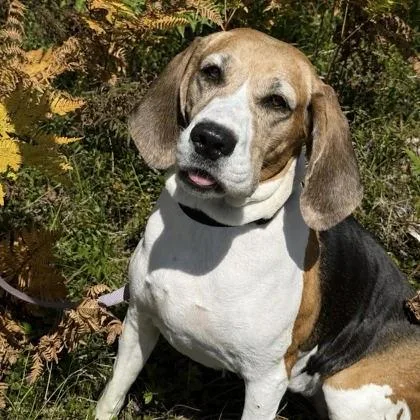 Daisy