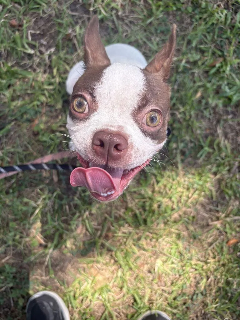 A baby small-sized female Boston Terrier dog named Kimmy for adoption in New Orleans, LA