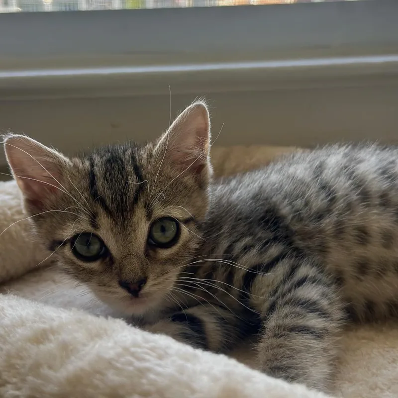 A baby small-sized female Brown / Chocolate Domestic Short Hair cat named Venus for adoption in Westhampton, NY