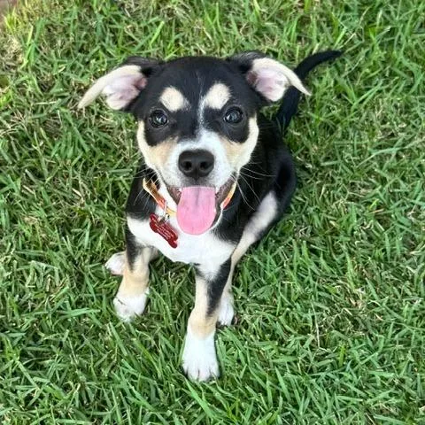 Dolly thumbnail 3
