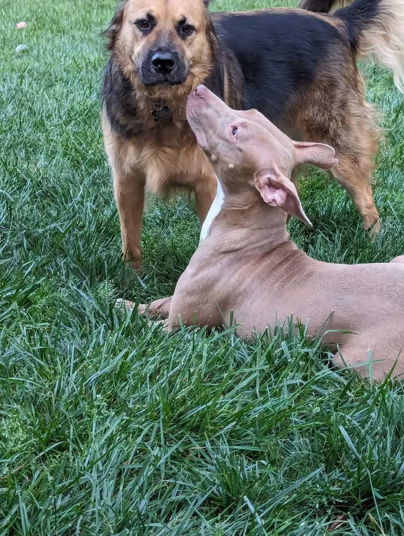 Muffin: Sweet Treats Litter thumbnail 2