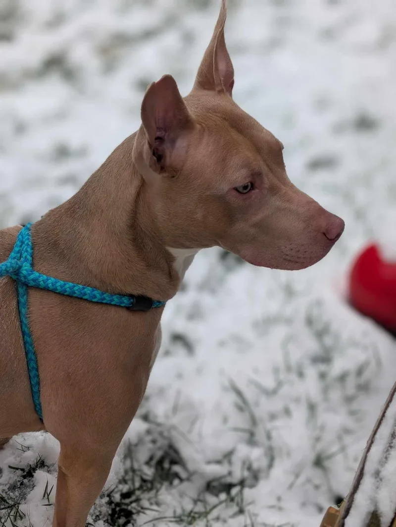 Muffin: Sweet Treats Litter thumbnail 3