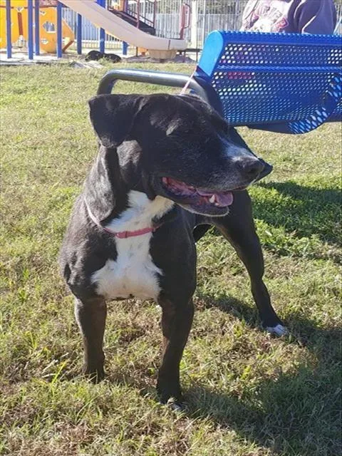 An adult large-sized female Labrador Retriever dog named Gammy for adoption in Pasadena, TX