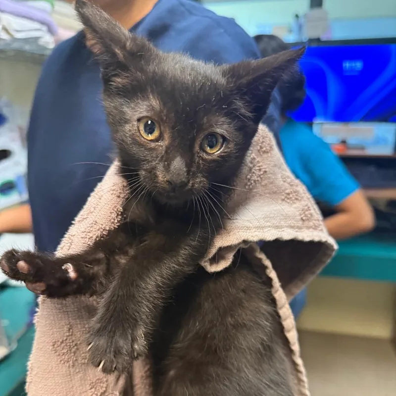 A baby small-sized female Black Domestic Short Hair cat named Mewpiter for adoption in Pasadena, CA