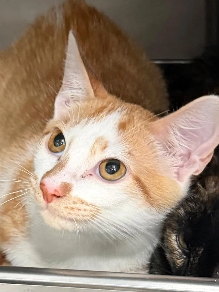 A baby small-sized male Tabby cat named Copper for adoption in Brookhaven, MS