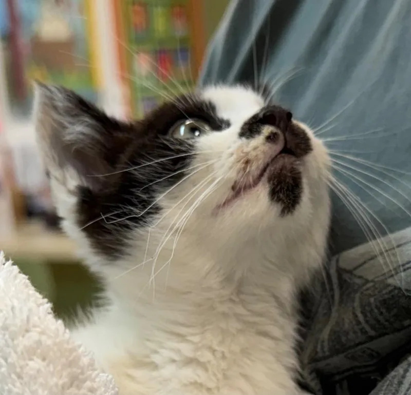 A baby medium-sized male Domestic Short Hair cat named Zola for adoption in Burnsville, NC
