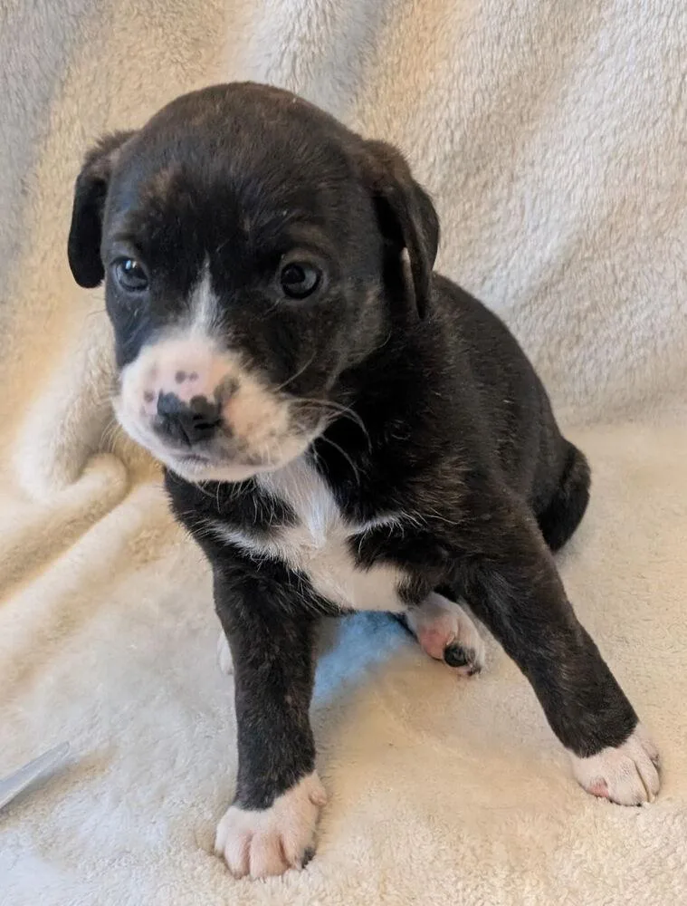 A baby small-sized female Black Labrador Retriever dog named Baluga for adoption in Loveland, OH