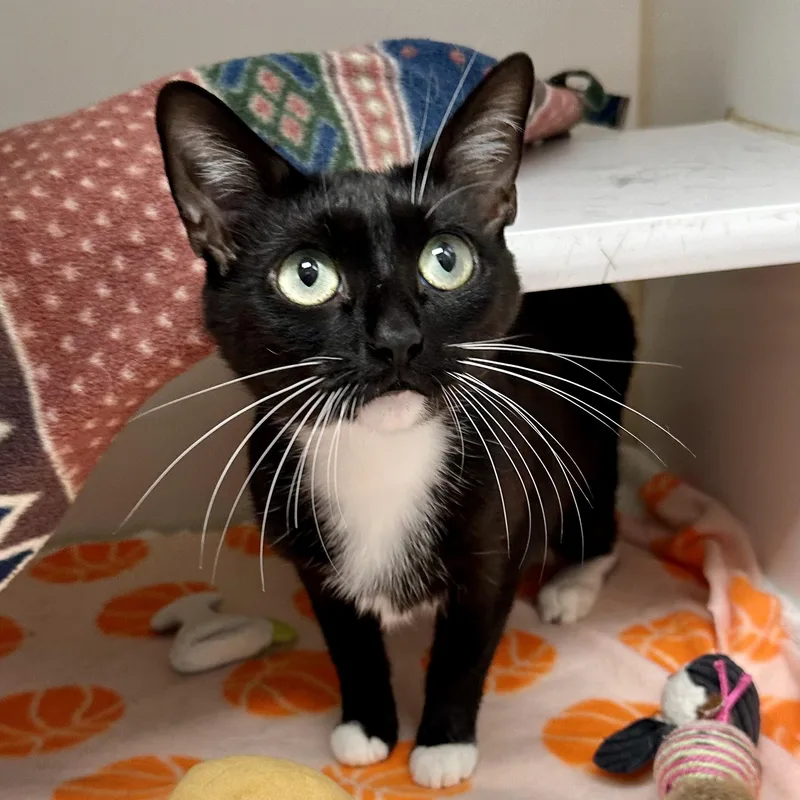 An adult small-sized female Domestic Short Hair cat named Hailey for adoption in Reisterstown, MD