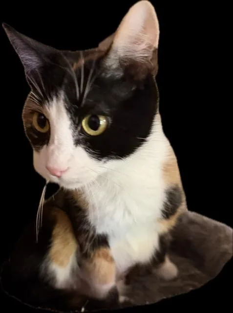 A young medium-sized female Domestic Short Hair cat named Geneva for adoption in Camp Hill, PA