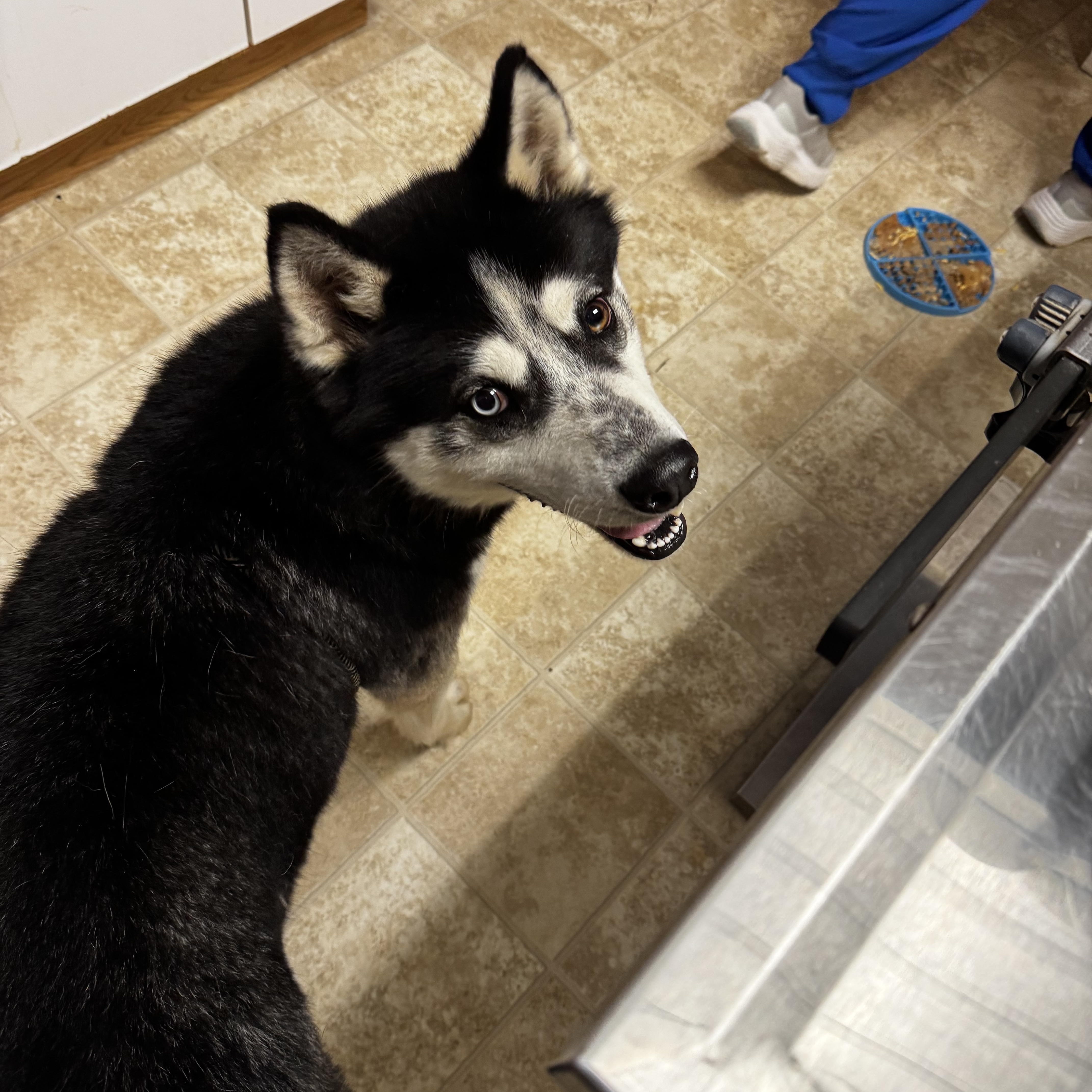 An adult medium-sized male Black Siberian Husky dog named Dakota for adoption in Dodgeville, WI